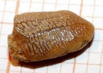 Фрагмент зуба Heterodontus sp.