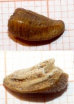 Heterodontus sp.