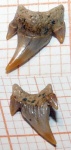 зуб Protolamna cf. borodini
