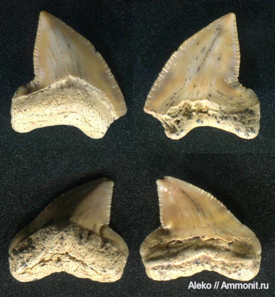 Squalicorax, сеноман, зубы акул, Шацк, Cenomanian, shark teeth