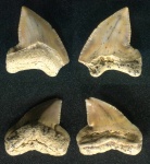 Два зуба Squalicorax falcatus