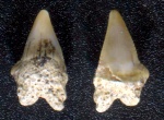 Симфизный зуб Squalicorax sp.