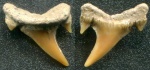 Боковой зуб Carcharias cf. tenuiplicatus