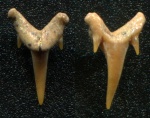Передний зуб Carcharias tenuiplicatus