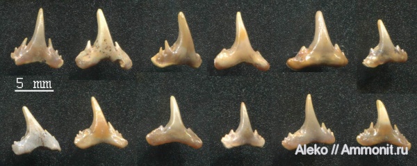 сеноман, зубы акул, Synechodus, Шацк, Cenomanian, shark teeth