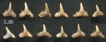 Зубы Synechodus dubrisiensis var. tenuis Woodward