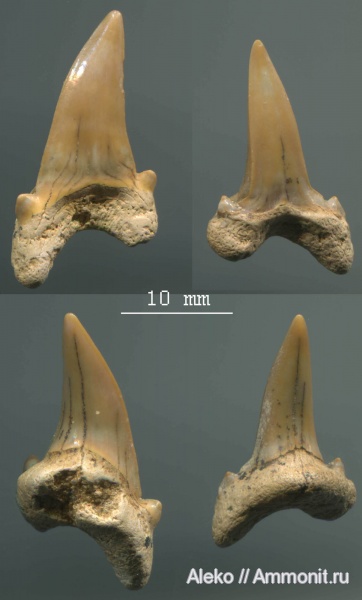 сеноман, зубы акул, Cretoxyrhina, Шацк, Cardabiodon, Cenomanian, shark teeth