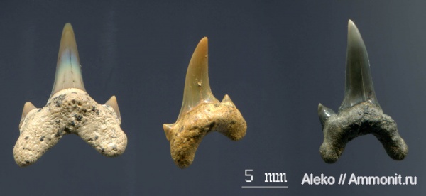 сеноман, зубы акул, Archaeolamna, Cenomanian, shark teeth