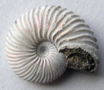 Novocadoceras cuneatum (Sasonov, 1965)