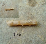 Обломок иглы морского ежа Rhabdocidaris sp.