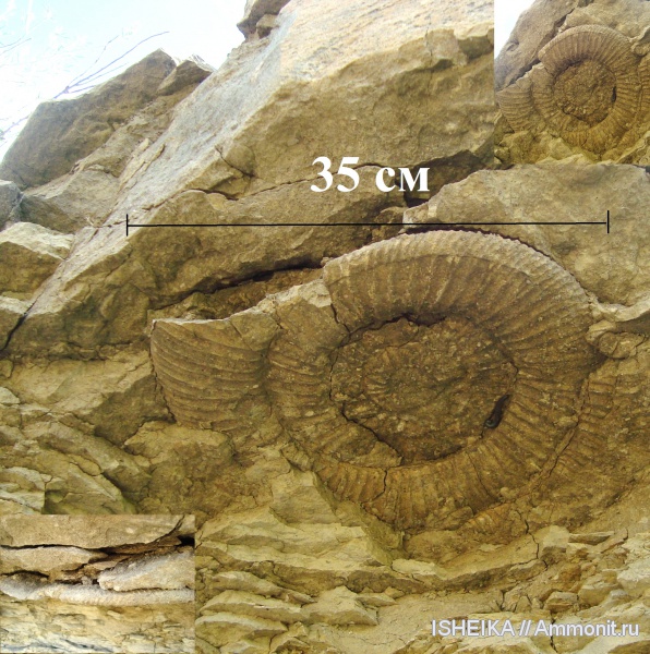 моллюски, юра, мел, Epivirgatites, Dorsoplanitidae, Cretaceous, Jurassic