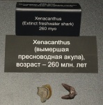 Xenacanthus