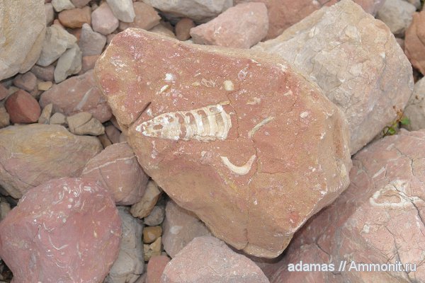окаменелости, моллюски, Fossils, Nerineidae