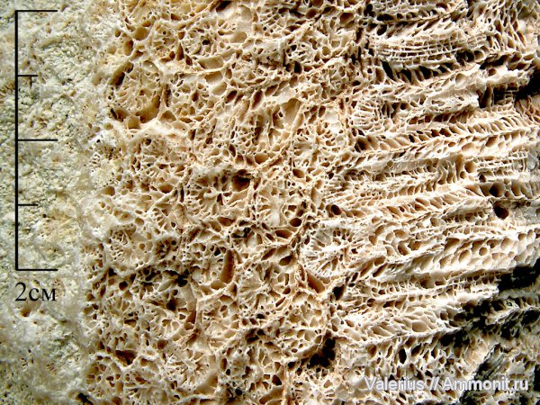 колониальные кораллы, Petalaxis stylaxis, средний карбон, Клусово
