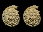 Омфалотрохус (Omphalotrochus) из Гжели