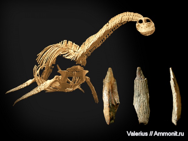 зубы, Plesiosaurus, Варавино, Futabasaurus, teeth