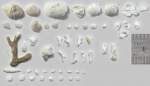 Разные представители среднекарбоновой фауны из промывов глины.