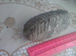 двустворчатый моллюск
