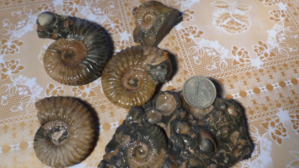аммониты, Deshayesites, Ammonites
