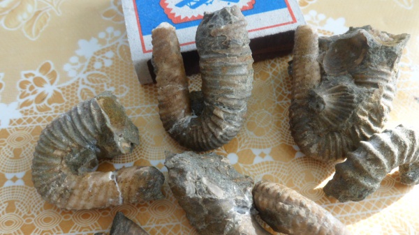 аммониты, Ammonites, Heteroceratidae, Heteroceras