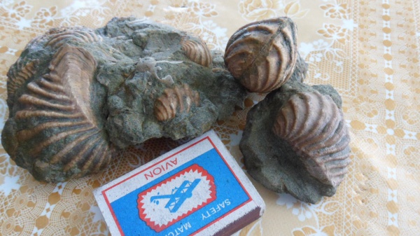 двустворчатые моллюски, тригонии, Trigonia carinata
