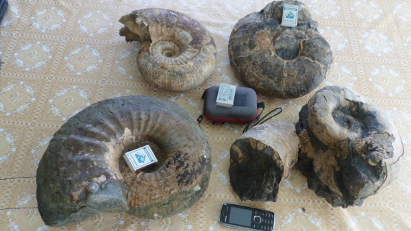 аммониты, Ammonites