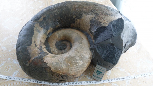 аммониты, Ammonites, Pictetia, Lytoceratina