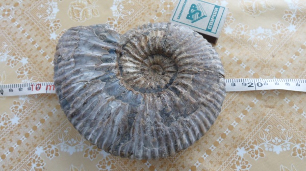 аммониты, Ammonites, Acanthohoplites, Parahoplitidae