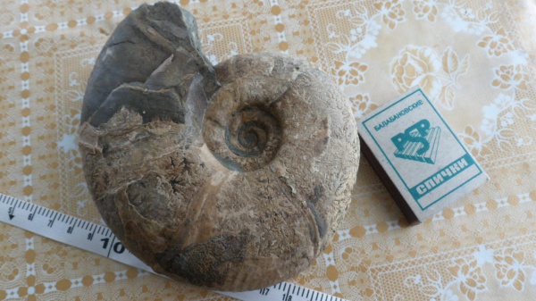 аммониты, Ammonites, Melchiorites