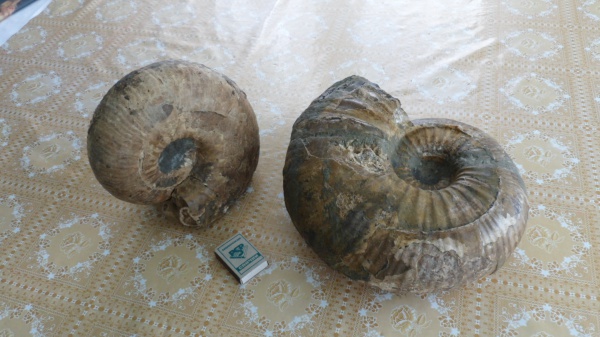 аммониты, Ammonites, Parahoplites