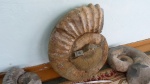 Ammonitoceras.1.