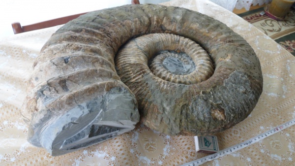 Ammonitoceras, Pseudoaustraliceras, Pseudoaustraliceras pavlowi