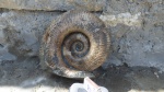 Ammonitoceras 2.