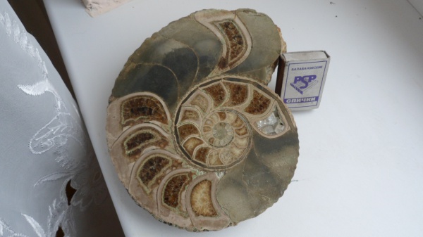 аммониты, Ammonites