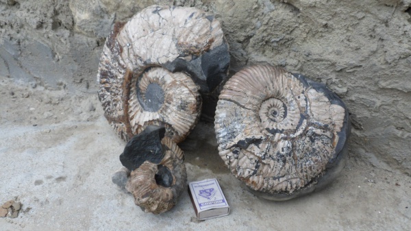 аммониты, Ammonites