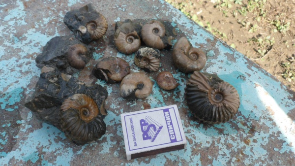 аммониты, Ammonites