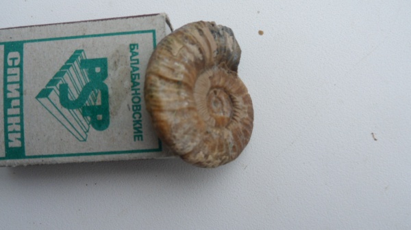аммониты, Ammonites, Pseudosilesites