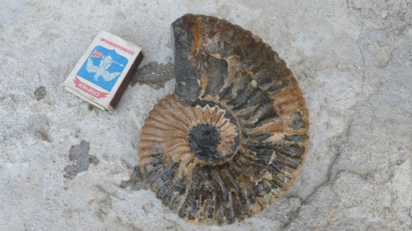 аммониты, Ammonites