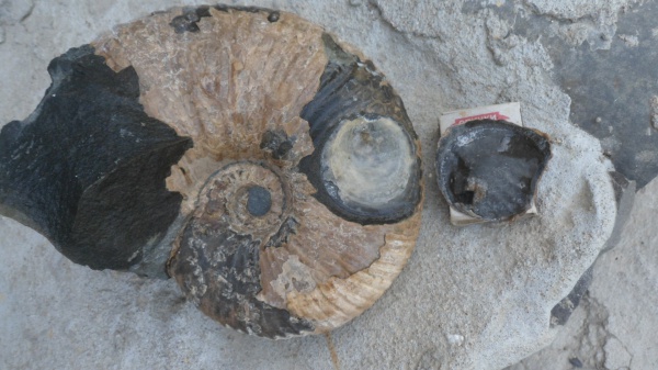 аммониты, Ammonites