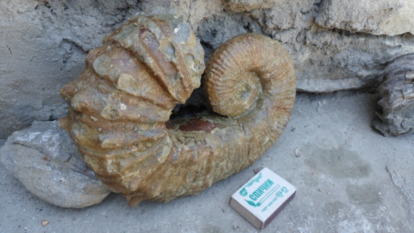 аммониты, гетероморфные аммониты, Ammonites, Pseudocrioceras, Ancyloceratidae, heteromorph ammonites
