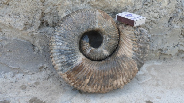 аммониты, Ammonitoceras, Ammonites