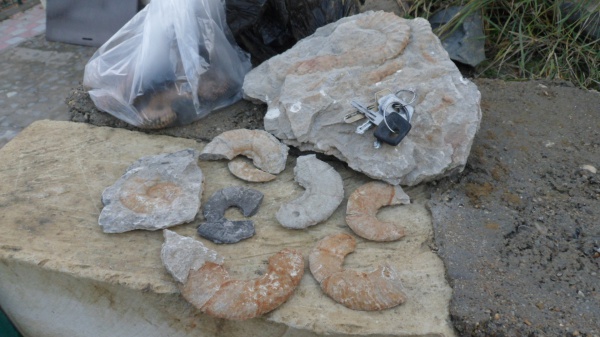 аммониты, Ammonites, Hauericeras sulcatum