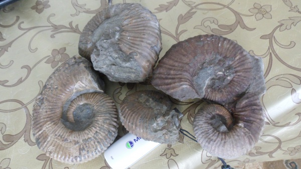 аммониты, Ammonites