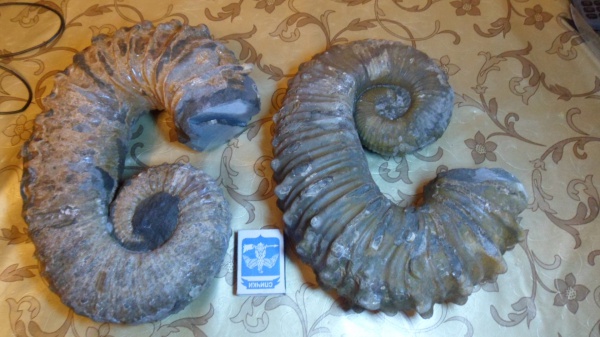 гетероморфные аммониты, Pseudocrioceras, Ancyloceratidae, heteromorph ammonites