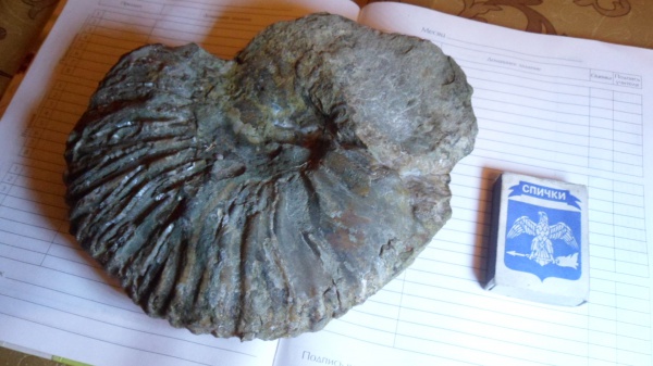 аммониты, Ammonites