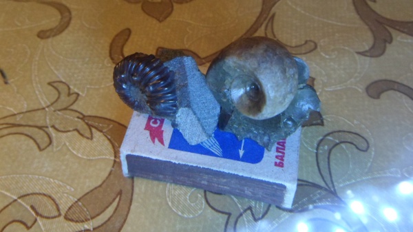 аммониты, Jaubertella, Ammonites, Acanthohoplites