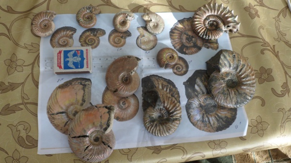 аммониты, Ammonites