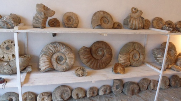 аммониты, Ammonitoceras, Ammonites