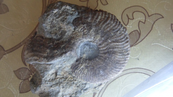 аммониты, Ammonites