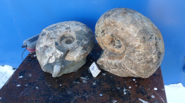 аммониты, Ammonites, Parahoplites